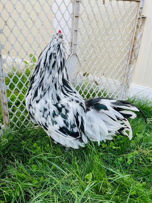 Ermine Ameraucana Rooster