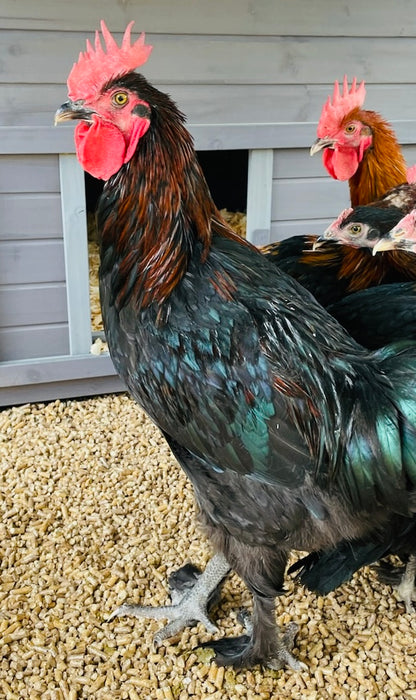 Black Copper Maran Rooster