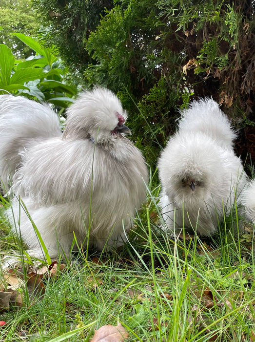 Lavender Silkie Chicks