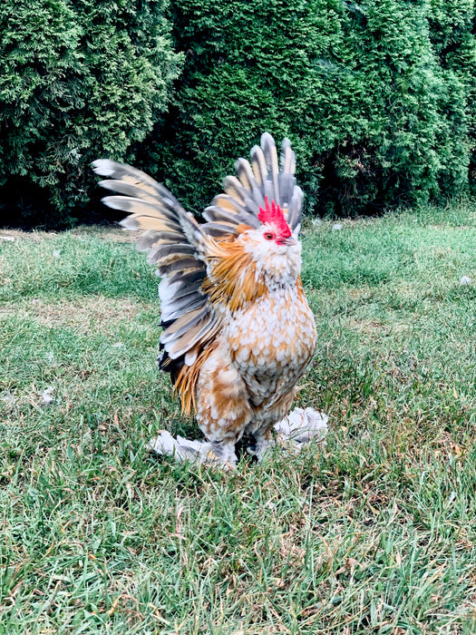 Mille Fleur Belgian Bearded & Booted D’uccle Chicks