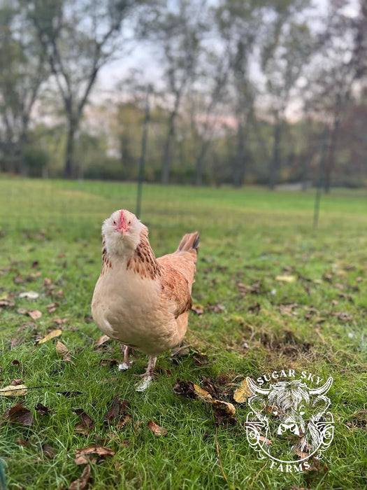 Salmon Faverolle Hatching Eggs - Exhibition Lines