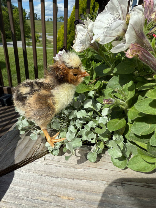 Tolbunt Polish Chicks