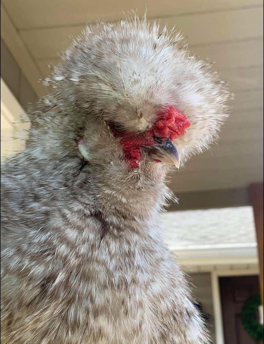 Chocolate & Cuckoo Silkie Hatching Eggs