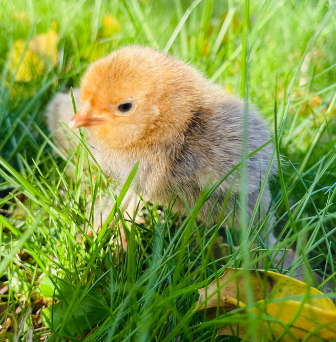 Mille Fleur Belgian Bearded & Booted D’uccle Chicks