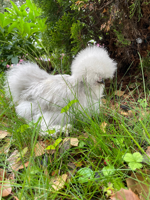 Lavender Silkie Hatching Eggs
