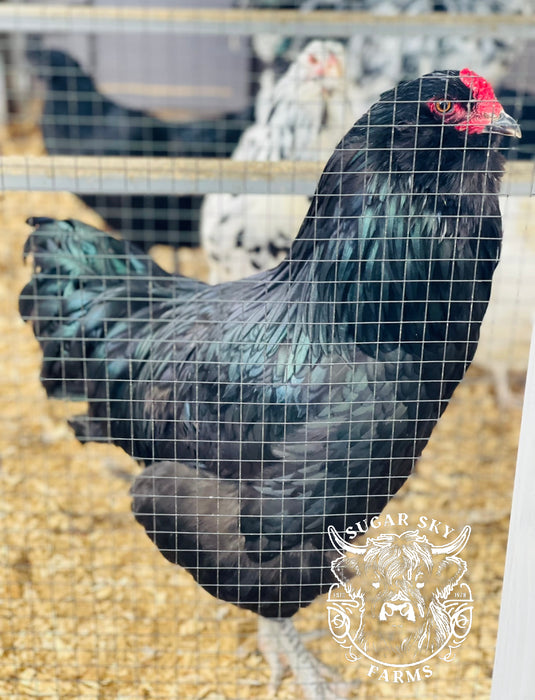 Black Ameraucana Chicks