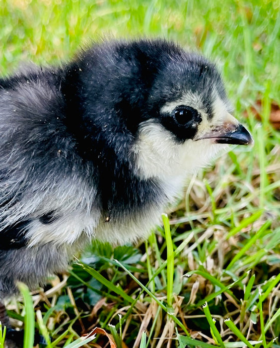 Black Ameraucana Pullet