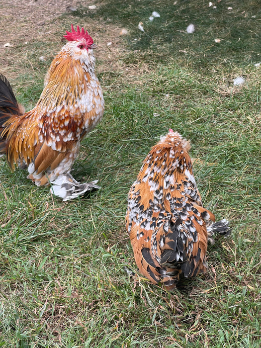 Mille Fleur Belgian Bearded & Booted D’uccle Chicks