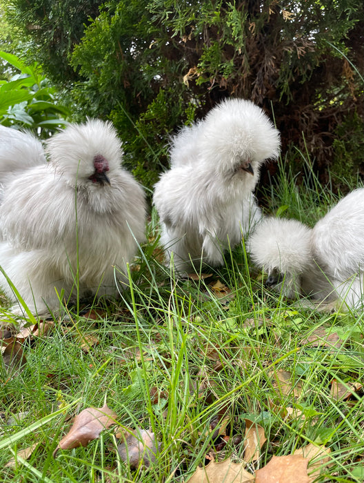 Lavender Silkie Chicks