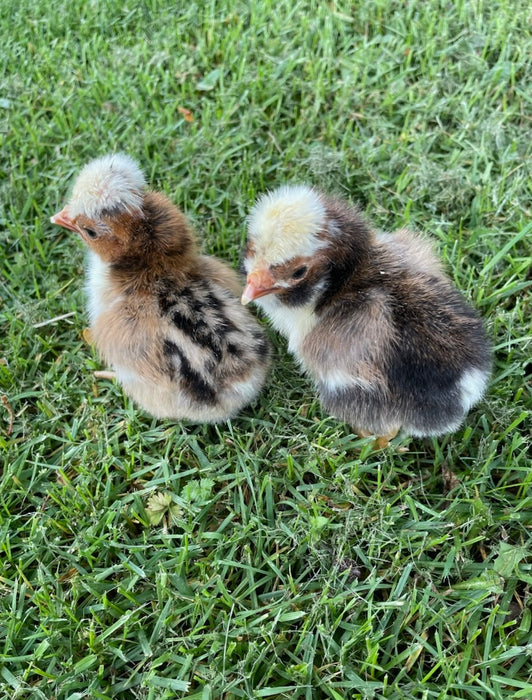 Tolbunt Polish Chicks