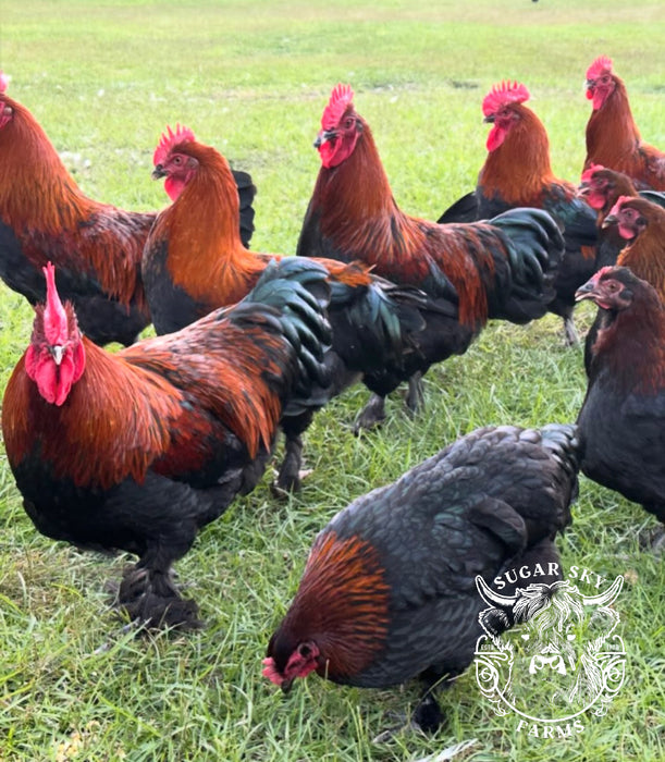Black Copper Maran Hatching Eggs - Show Lines