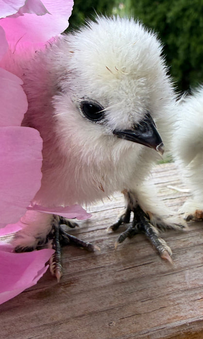 Lavender Silkie Chicks
