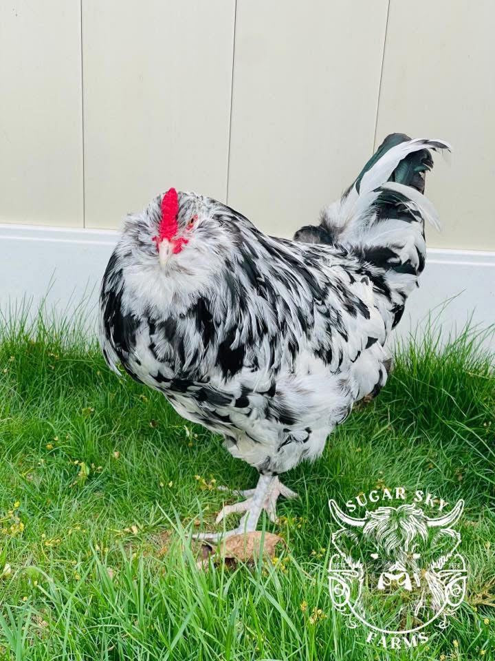 Ermine Ameraucana Breeding Trio Sugar Sky Farms