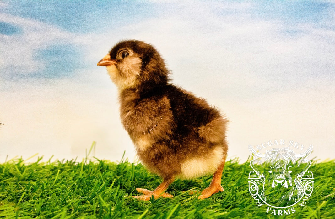Chocolate Ameraucana Chicks