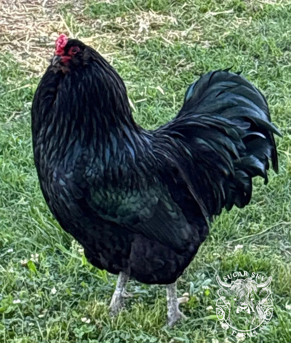 Ermine Ameraucana Chicks