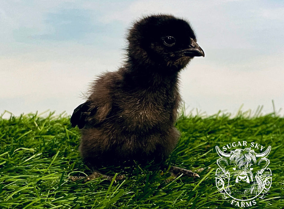 FibroCauna Chicks