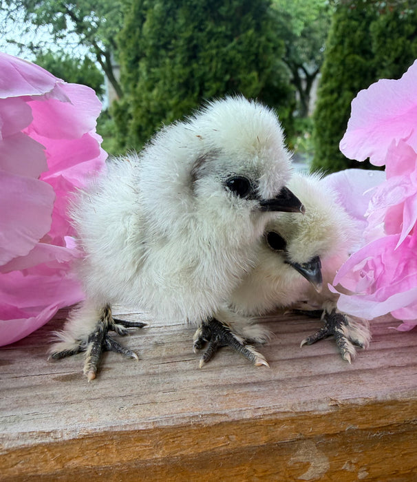 Lavender Silkie Chicks