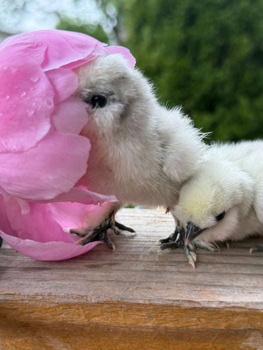 Lavender Silkie Chicks