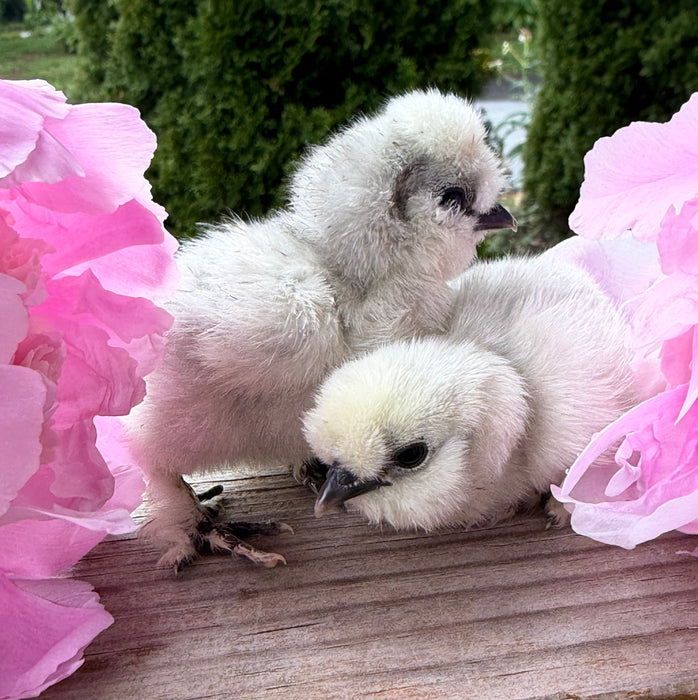 Lavender Silkie Chicks