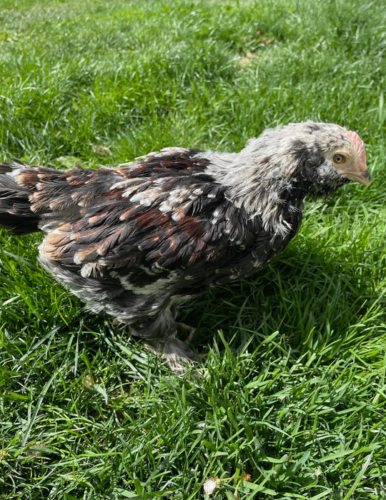 Salmon Faverolle Sexed Rooster - Exhibition Lines