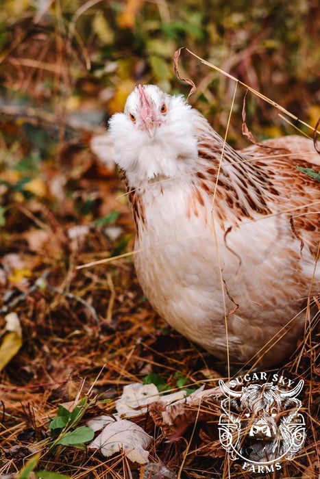 Salmon Faverolle Hatching Eggs - Exhibition Lines