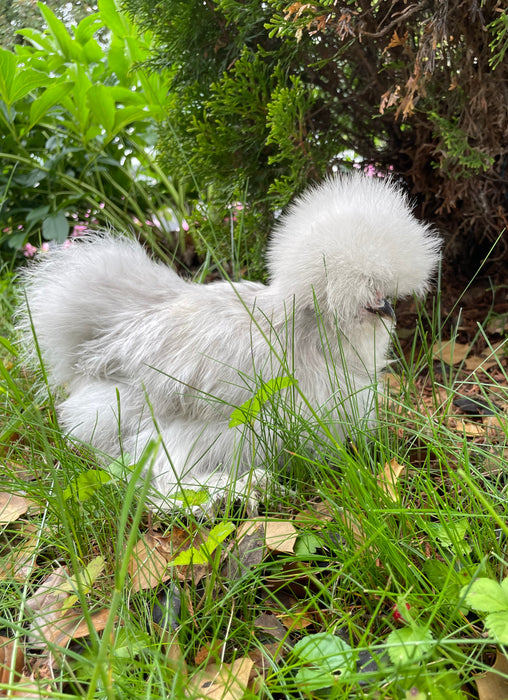 Lavender Silkie Chicks