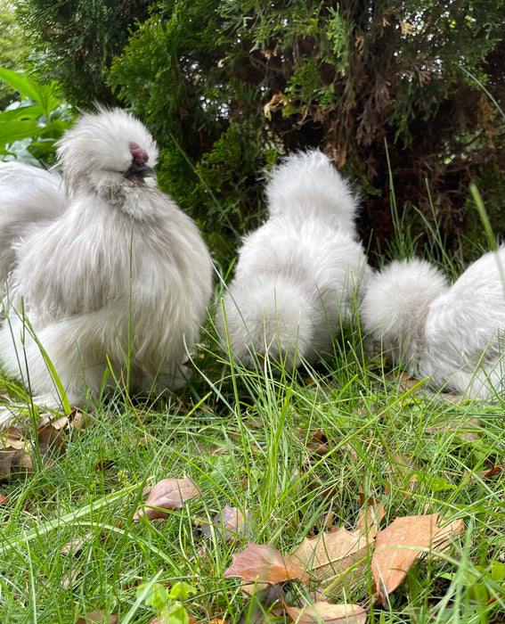Lavender Silkie Chicks