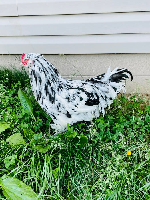 Ermine Ameraucana Rooster