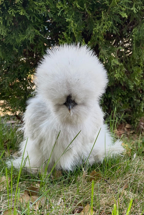 Lavender Silkie Chicks