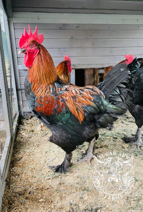 Black Copper Maran Hatching Eggs - Show Lines