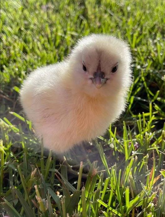 FibroCauna Chicks