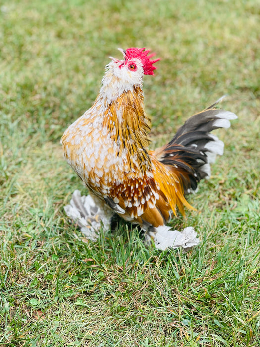 Mille Fleur Belgian Bearded & Booted D’uccle Chicks