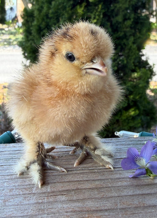 Millie Fleur Silkie Chicks