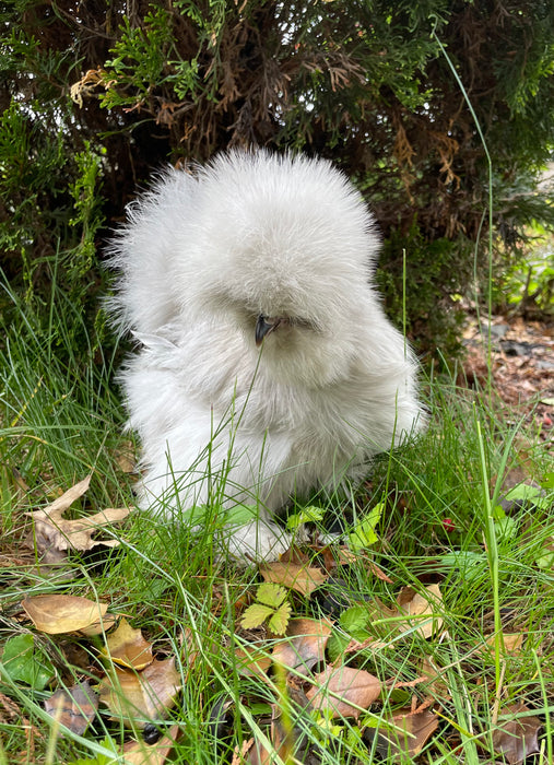 Lavender Silkie Chicks