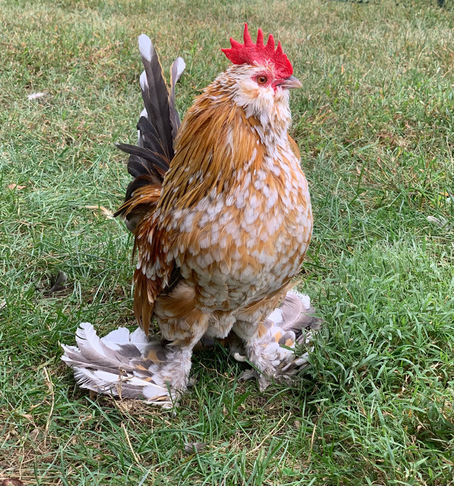 Mille Fleur Belgian Bearded & Booted D’uccle Chicks