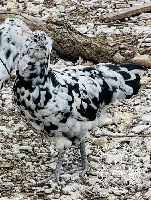 FibroCauna Chicks