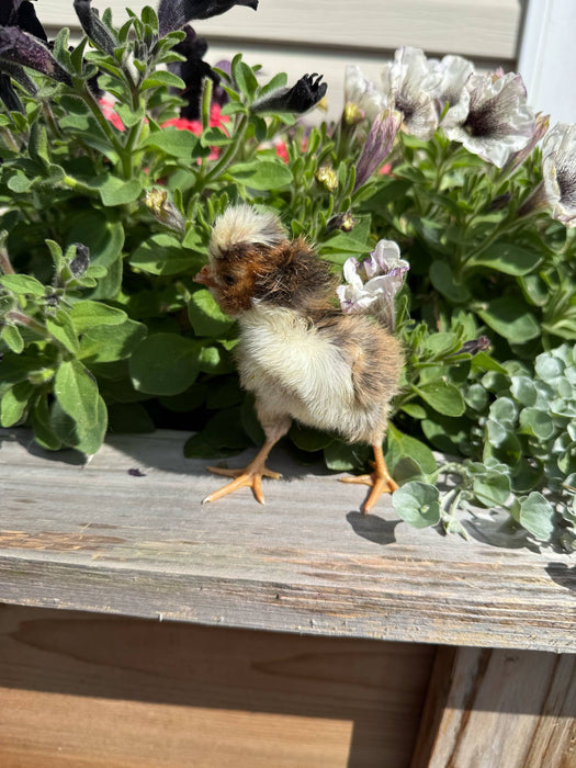 Tolbunt Polish Chicks