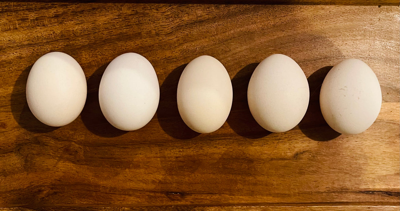 Belgian D’uccle Hatching Eggs