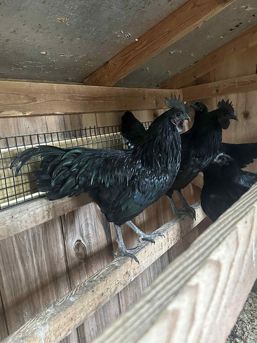 Ayam Cemani Rooster
