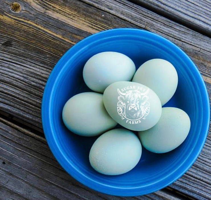 Chocolate Ameraucana Hatching Eggs