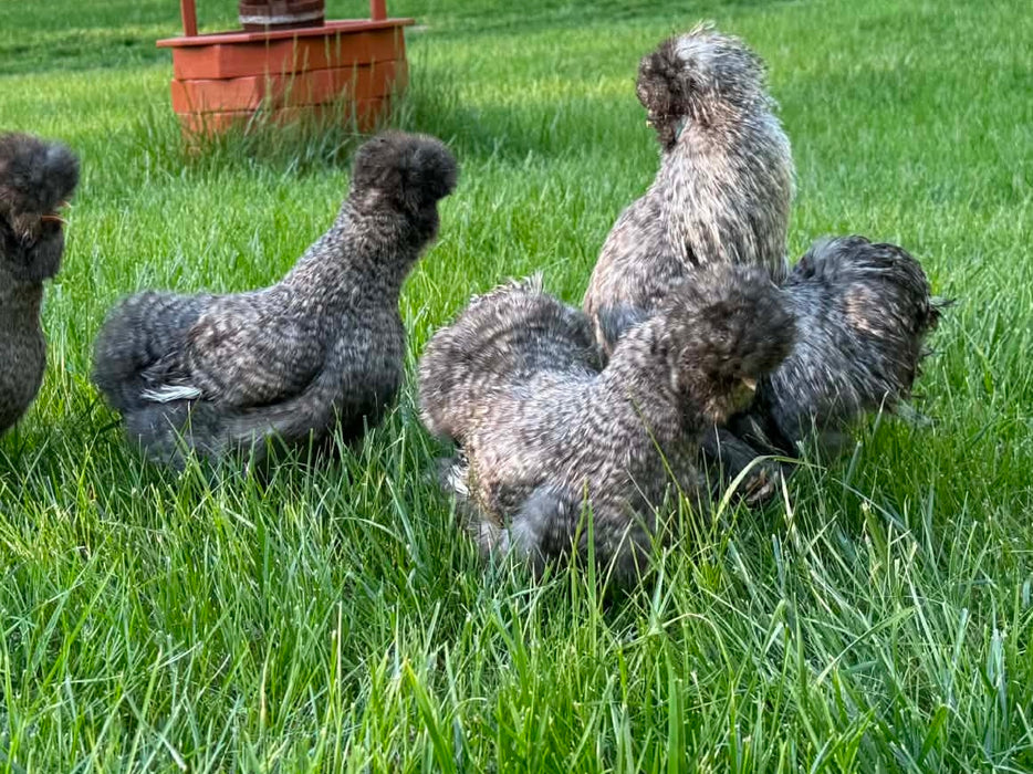 Black Cuckoo Silkie Hatching Eggs