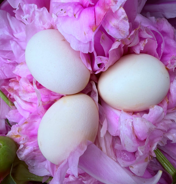 Lavender Silkie Hatching Eggs