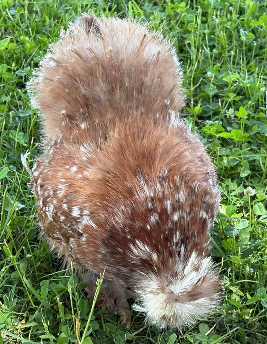 Silkie (Color Hens Choice) 100% Pure Bred Hatching Eggs 12 NPIP & AI Silkie (Color Hens Choice) 100% Pure Bred Hatching Eggs 12 NPIP & AI
