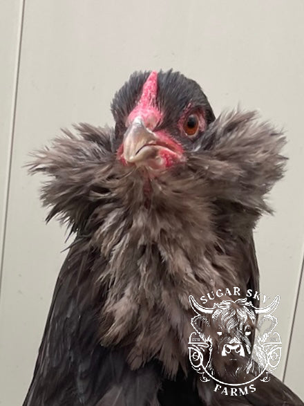 Chocolate Ameraucana Hatching Eggs