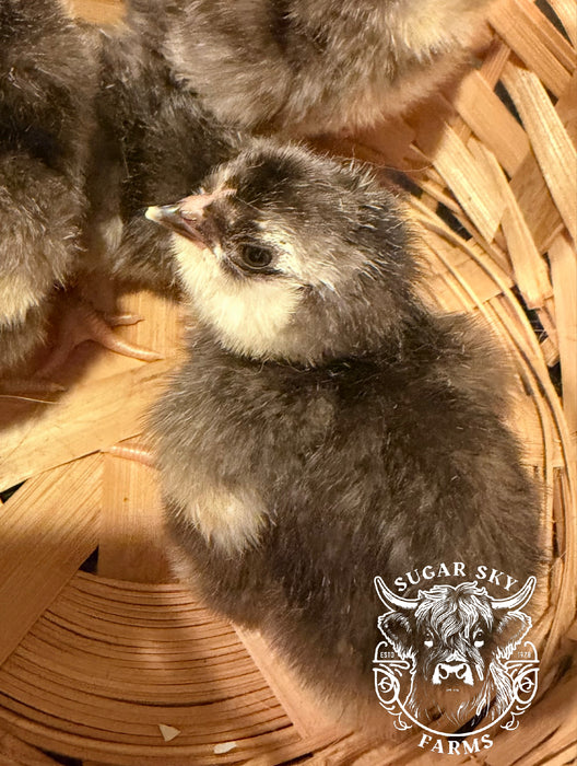 Chocolate Ameraucana Hatching Eggs