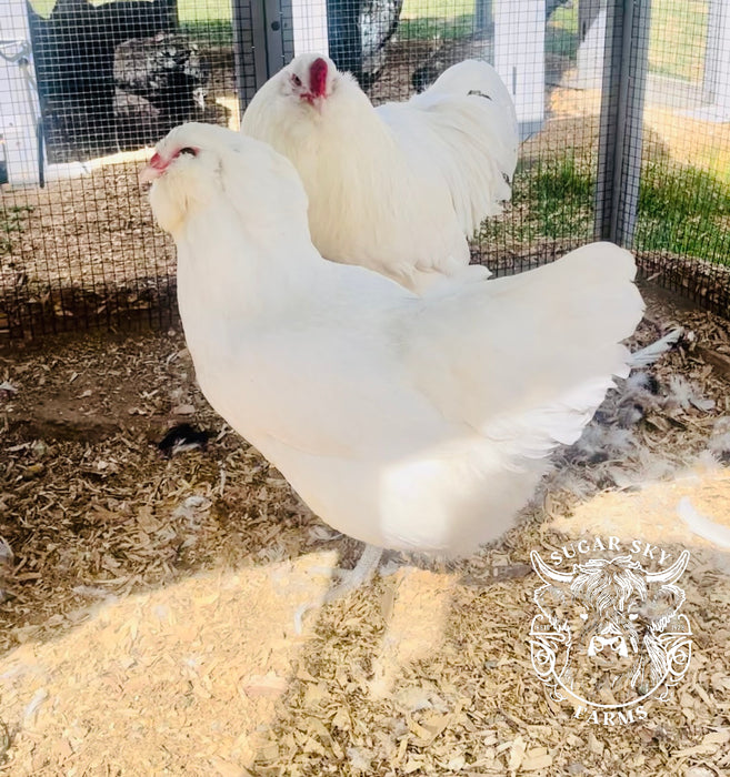 White Ameraucana Chicks