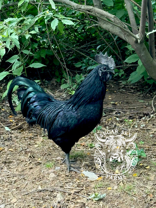 Ayam Cemani Hatching Eggs