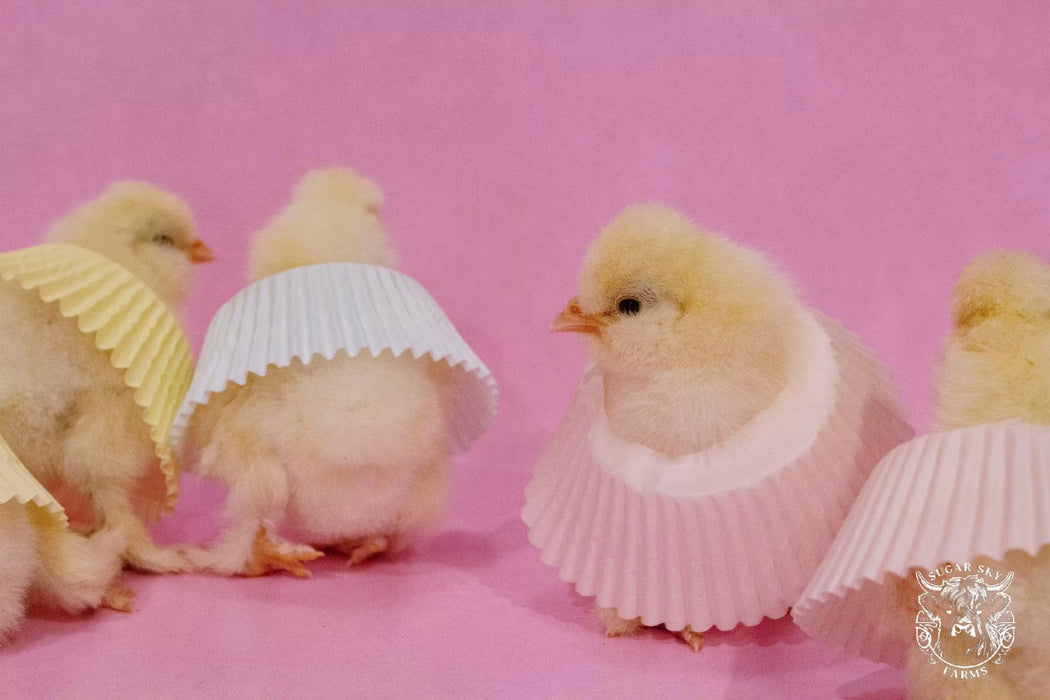 Sultan Chicks - Rare Heritage Show Lines