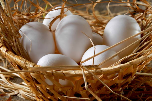 Sultan Hatching Eggs - Rare Heritage Show Lines