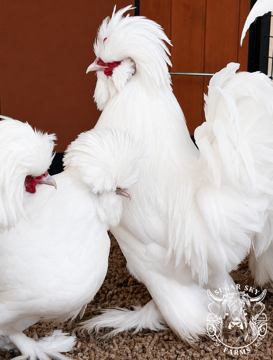 Sultan Chicks - Rare Heritage Show Lines